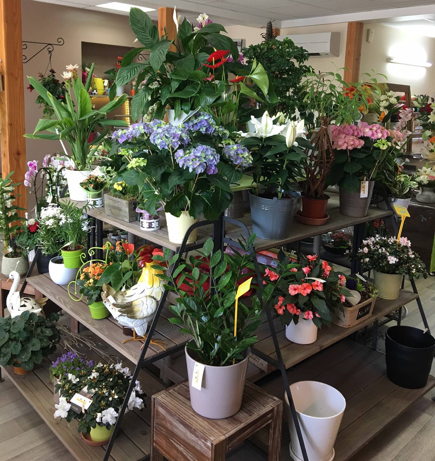 fleurs coupées plantes vertes fleuries dans magasin